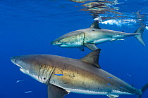 Great white sharks (Carcharodon carcharias) males beneath the surface. Guadalupe Island, Baja California, Mexico. East Pacific Ocean