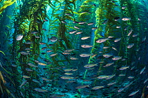 School of Blacksmith fish (Chromis punctipinnis) swim through a giant kelp (Macrocystis pyrifera) forest. Santa Barbara Island, Channel Islands. Los Angeles, California, United States of America. Nort...