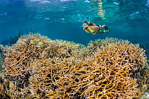 Snorkeller swimming over a shallow coral reef with a large stand of Staghorn coral (Acropora cervicornis). North Wall, Grand Cayman, Cayman Islands, British West Indies. Caribbean Sea. Critically enda...