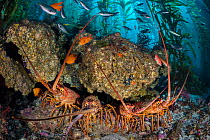 Four California spiny lobsters (Panulirus interruptus) shelter beneath a boulder in a kelp forest. Santa Barbara Island, Channel Islands. Los Angeles, California, United States of America. North East...