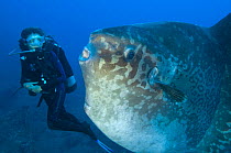 Diver encounters a large sunfish (Mola mola), the world's heaviest bony fish. Tulamben, Bali, Indonesia. Java Sea ~Model released