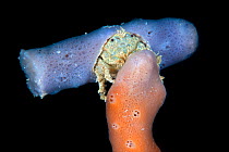 Sponge crab (Dromia dromia) carrying a purple sponge on its back, has climbed on a pinky-orange sponge to feed at night. Baa Atoll, Maldives.