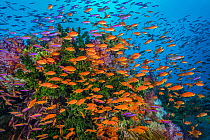 Colourful reef scene with Green tubastrea (Tubastrea micrantha), Soft corals (Scleronephthya sp.) and Scalefin anthias (Pseudanthias squamipinnis) and Magenta slender anthias (Luzonichthys waitei). Ra...