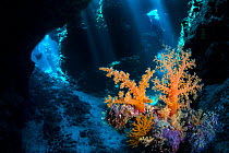 Soft corals (Scleronephthya corymbosa) inside a cavern within a coral reef. This species is typical of cave habitats. Uum Karerim, St Johns Reef. Egypt. Red Sea.