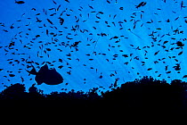 Silhouette of reef fish, including a Blue triggerfish (Pseudobalistes fuscus) and many Scalefin anthias (Pseudanthias squamipinnis). Ras Mohammed Marine Park, Sinai, Egypt. Red Sea.
