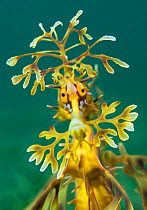 Leafy seadragon (Phycodurus eques). Wool Bay Jetty, Edithburgh, Yorke Peninsula, South Australia.