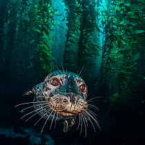 Harbour seal (Phoca vitulina) in the kelp forest (Macrocystis pyrifera). Santa Barbara Island, Channel Islands. Los Angeles, California, United States of America. North East Pacific Ocean.
