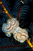 Nudibranchs (Doto greenamyeri) newly described species on feather hydroids. Seraya Bay, north coast of Bali, Indonesia. Java Sea.