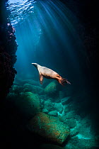 California sea lion (Zalophus californianus) adult female swimming through sunbeams in an underwater cave. Los Isotes, La Paz, Mexico. Sea of Cortez, East Pacific Ocean.