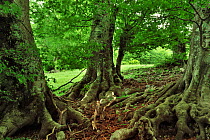 European beech (Fagus sylvatica) forest, Pollino National Park, Italy. June 2009.