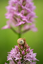 Pyramidal Orchid (Anacamptis pyramidalis) with snail (Discidae) in Pollino National Park, Italy. May.