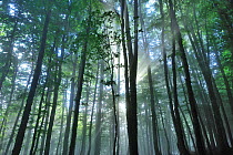 European beech tree (Fagus sylvatica) forest, Pollino National Park, Italy. June 2009.