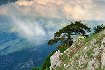 European Black pine tree (Pinus nigra) on steep mountainside, Pollino National Park, Italy. June 2009.