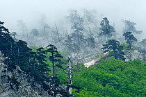 Monte Pollino and Cuirassed pine trees (Pinus leucodermis), Pollino National Park, Italy. June 2009.