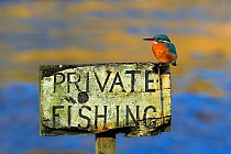 Kingfisher (Alcedo atthis) perched on Private Fishing sign, UK, January.