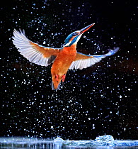 Kingfisher (Alcedo atthis) emerging from pool, UK, December.