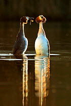 Great crested grebes (Podiceps cristatus) pair in courtship 'weed dance' in morning light, Wales, UK, February.