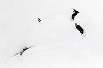 Chamois (Rupicapra rupicapra) in deep snow, Gran Paradiso National Park, Italy. November. Commended in the Asferico Photography Competition 2016.