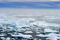 Polar bear (Ursus maritimus) on drifting pack ice, Wrangel Island, Far East Russia, September.