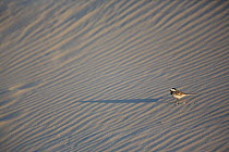 White Wagtail (Motacilla alba) on a sand dune, Baie de Somme Nature Reserve, Picardie, France April