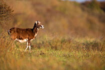 European mouflon (Ovis gmelini musimon) introduced species, Baie de Somme Nature Reserve, Picardie, France, April