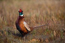 Common Pheasant (Phasianus colchicus) male displaying, Baie de Somme Nature Reserve, Picardie, France April