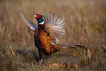 Common Pheasant (Phasianus colchicus) male displaying, Baie de Somme Nature Reserve, Picardie, France April