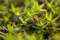 Swamp Stonecrop (Crassula helmsii) close up detail, Somme Valley, France, April