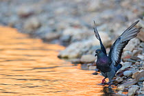 Feral pigeon (Columba livia) having bath and drink in Tarn river at dusk, France August