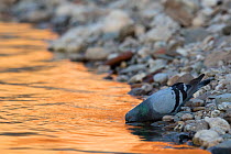 Feral pigeon (Columba livia) having a drink, Tarn river at dusk, France August