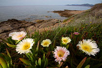 Ice Plant (Carpobrotus edulis) an introduced and invasive species, Corsica / Corse, France, May
