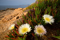 Ice Plant (Carpobrotus edulis) an introduced and invasive species, Corse / Corsica, France, May
