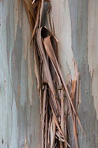 Tasmanian Blue Gum (Eucalyptus globulus) peeling bark on tree trunk, introduced species, Corse, France May