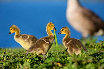 Canada goose (Branta canadensis) three goslings by water, Seine Valley, Aube, France, May