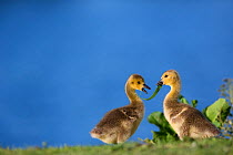 Canada goose (Branta canadensis) goslings by water, Seine Valley, Aube, France, May