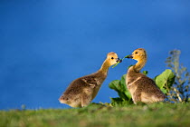 Canada goose (Branta canadensis) goslings by water, Seine Valley, Aube, France, May