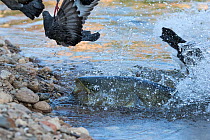 Wels catfish (Silurus glanis) hunting Feral pigeon (Columba livia) by lunging on the riverbank, Tarn River, France August