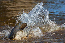 Wels catfish (Silurus glanis) hunting Feral pigeon (Columba livia) by lunging on the riverbank, Tarn River, France August
