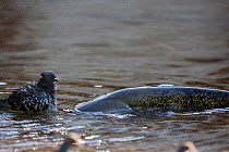 Wels catfish (Silurus glanis) hunting Feral pigeon (Columba livia) by approaching silently and then will lunge at the bird on the riverbank, Tarn River, France August