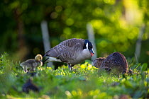 Canada geese (Branta canadensis) family with Nutria foraging in front (Myocastor coypus) Seine Valley, France, May