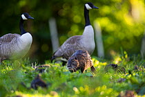 Canada geese (Branta canadensis) family with Nutria foraging in front (Myocastor coypus) Seine Valley, France, May