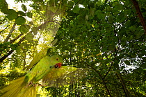 Rose-ringed Parakeet  (Psittacula krameri) introduced species, blurred motion of flying in front of tree, Paris region, France, August