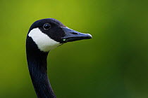Canada goose (Branta canadensis) head profile portrait, Seine Valley, France, May