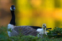 Canada goose with gosling (Branta canadensis) Seine Valley, France, May