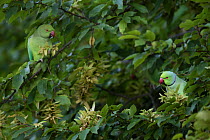Rose-ringed Parakeet  (Psittacula krameri) introduced species, feeding in tree, Paris region, France, August