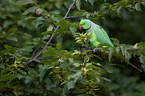 Rose-ringed Parakeet  (Psittacula krameri) introduced species, feeding in tree, Paris region, France, August