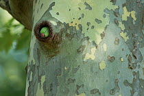 Rose-ringed Parakeet  (Psittacula krameri) introduced species, at nest in tree, Paris region, France, August