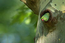 Rose-ringed Parakeet  (Psittacula krameri) introduced species, at nest in tree, Paris region, France, August