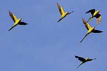Rose-ringed Parakeet  (Psittacula krameri) introduced species, small flock in flight, Paris region, France, September