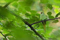 Rose-ringed Parakeet  (Psittacula krameri) introduced species perching in tree, Paris region, France, September